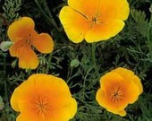 Flores de California