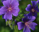 Flores de Bush