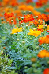 Flores de Bach
