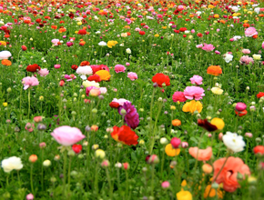 Remedios Florales