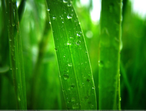 Green Sap contra el cáncer